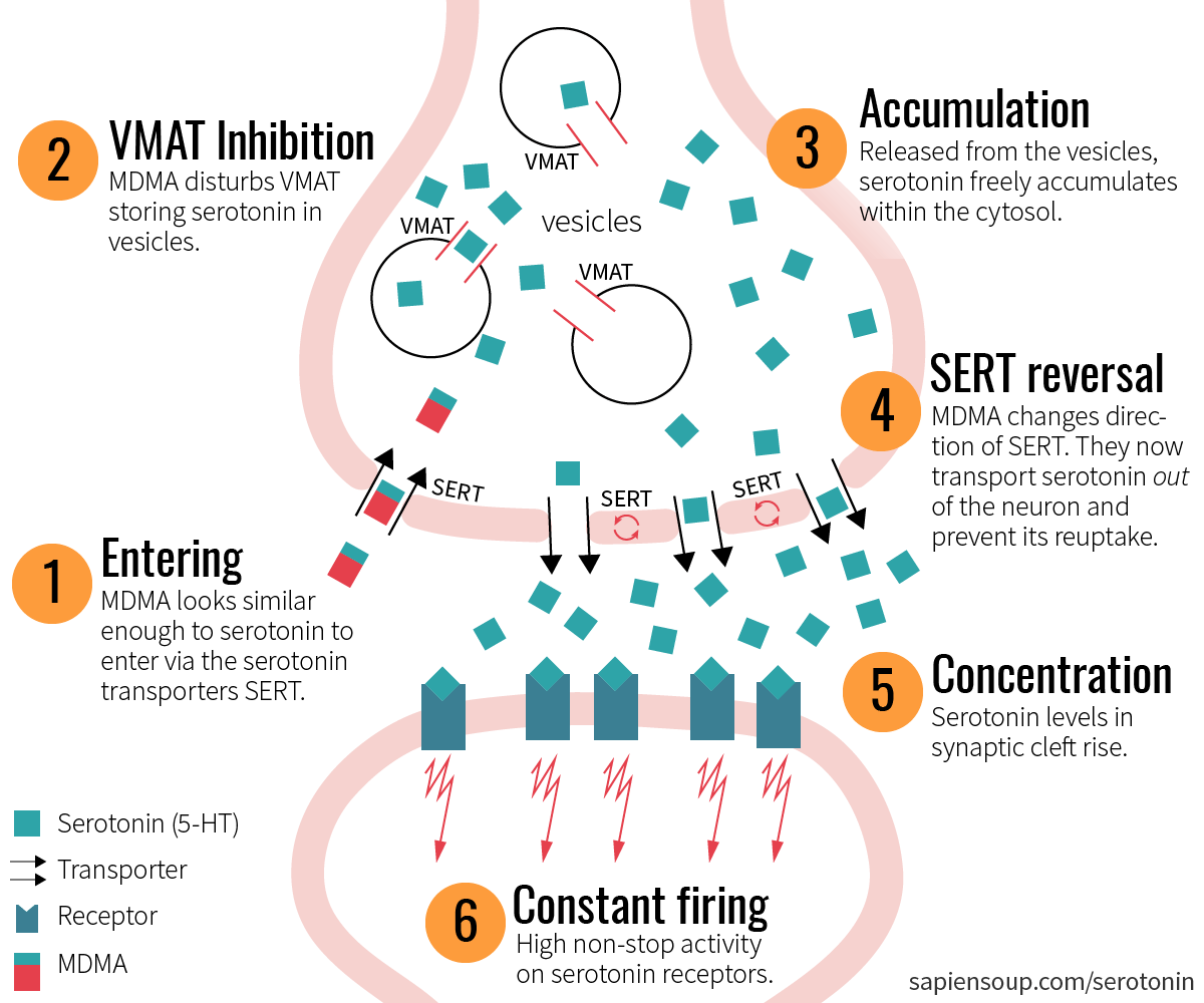 Psychedelic Drugs and the Serotonergic System Sapiensoup Blog