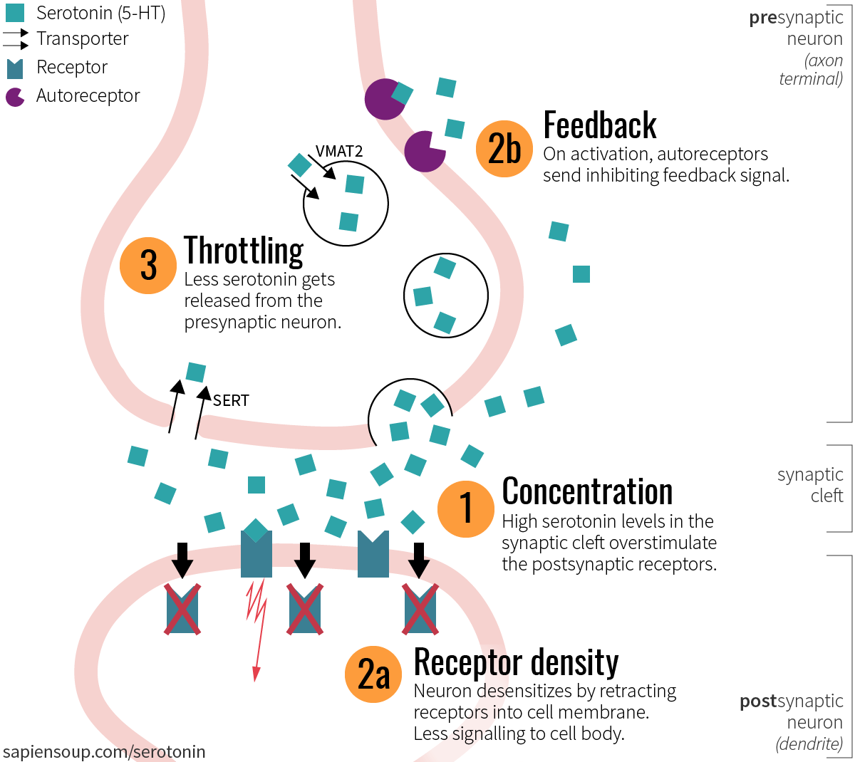 Psychedelic Drugs and the Serotonergic System Sapiensoup Blog