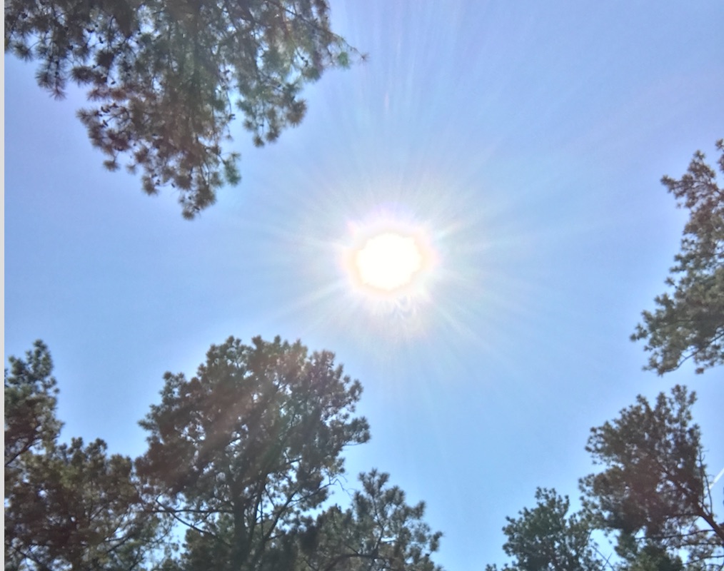 Trees Atlanta hosts tree protection event as city embarks on redo of