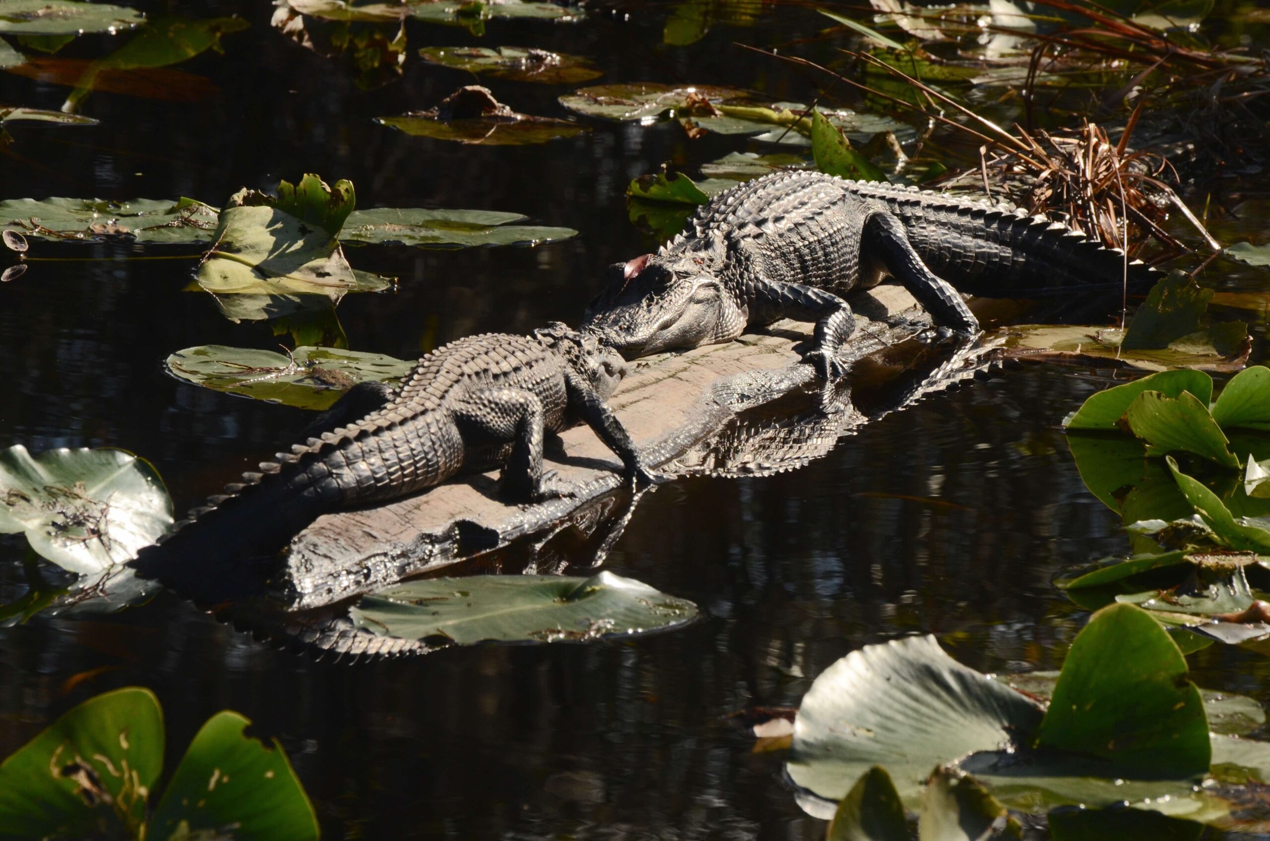 Okefenokee Swamp named among top 10 mostendangered waterways in