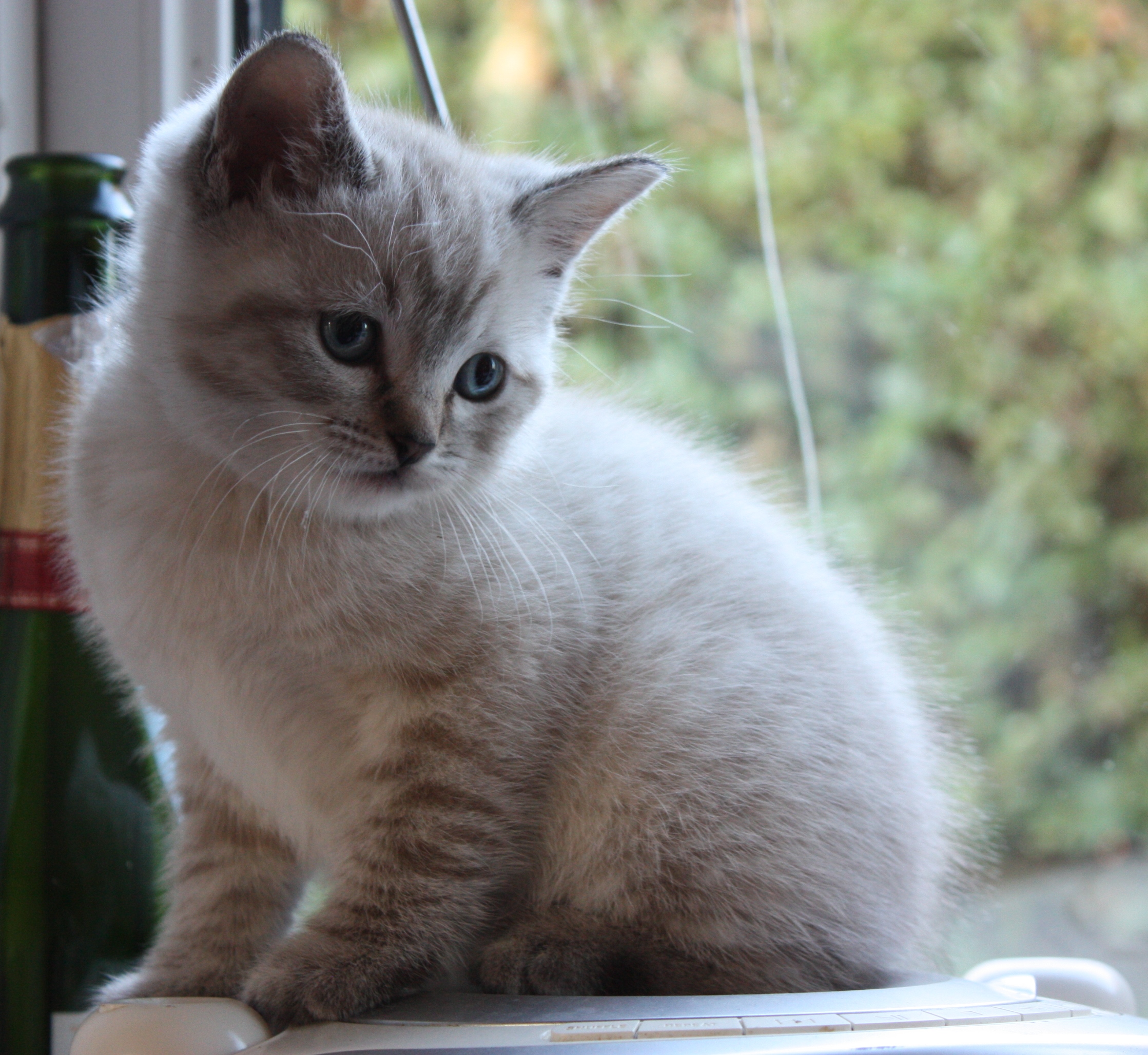 Snowshoe Cat Kittens