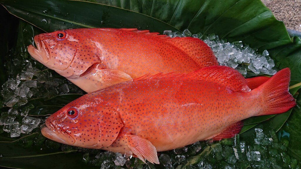 銀のさらが『アカジンミーバイ』・『ウンギャルマツ』を公式サイト限定で8月17日(火)より発売！ 札幌リスト