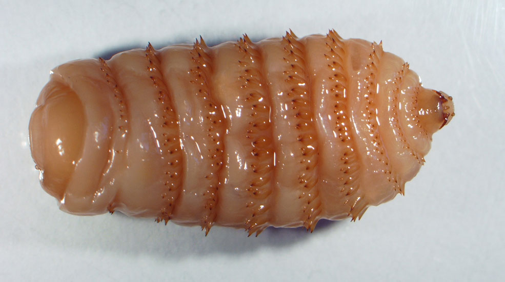 Гиподерматоз крупного рогатого скота