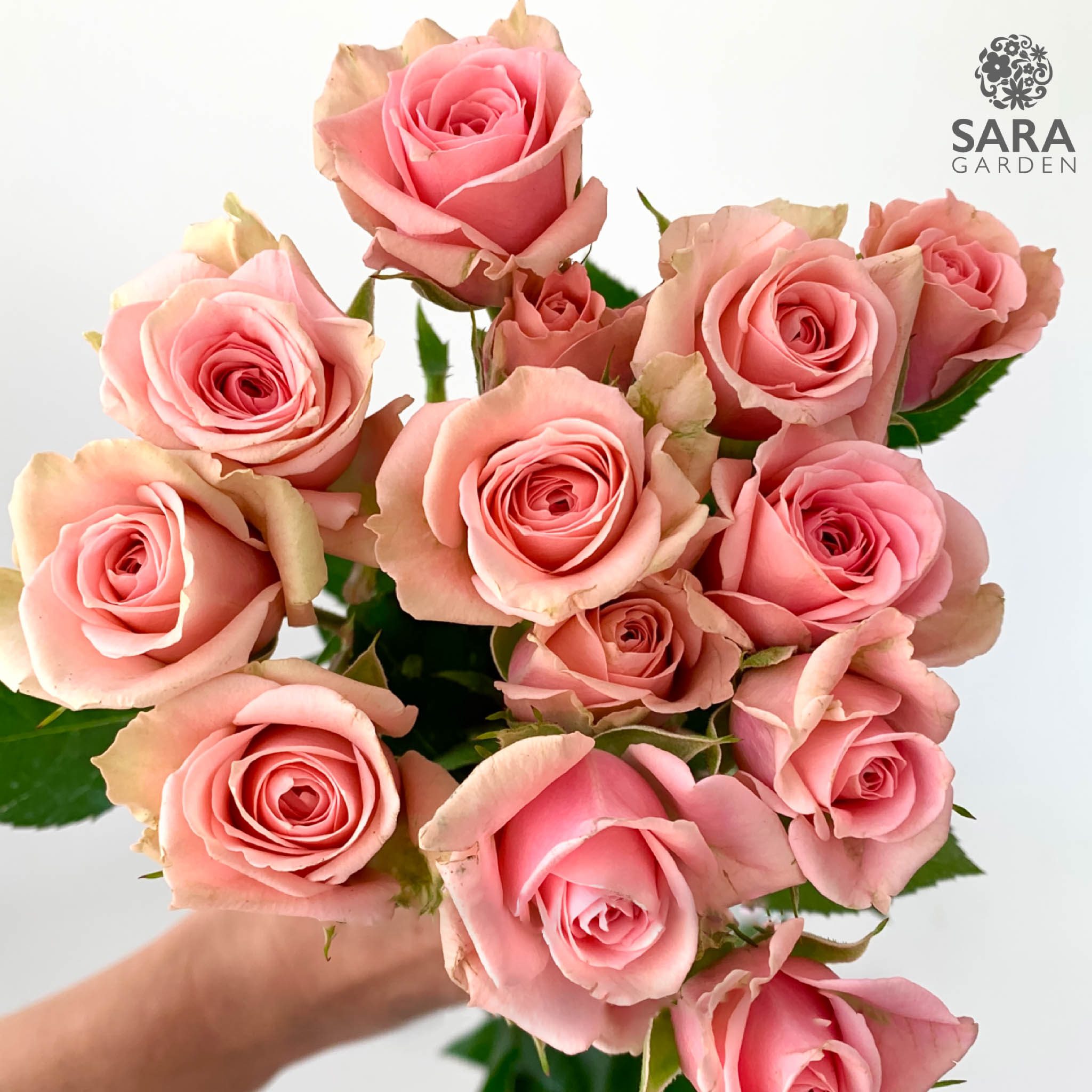 Sweet Sensation Sara Garden