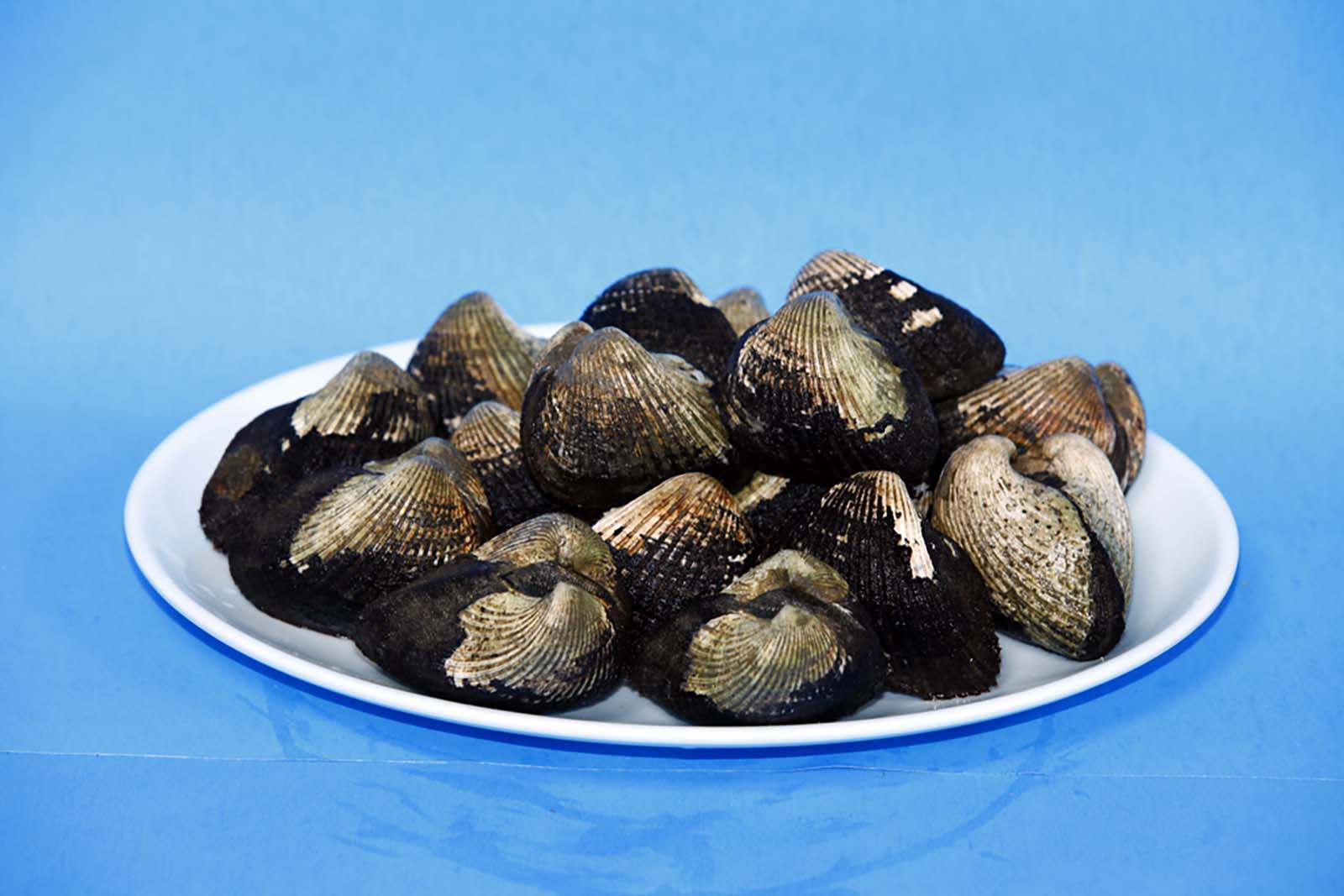 LIVE BLOOD CLAMS Saraga International Grocery