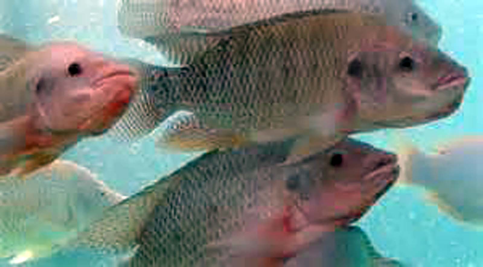 LIVE TILAPIA Saraga International Grocery