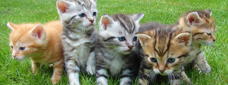 Kitties to Go Seattle's premiere drivethru cat rentals Rental Rates