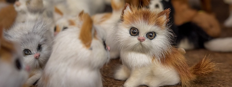 Kitties to Go Seattle's premiere drivethru cat rentals Rental Rates