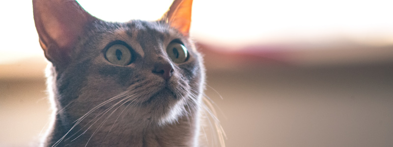 Kitties to Go Seattle's premiere drivethru cat rentals Rental Rates