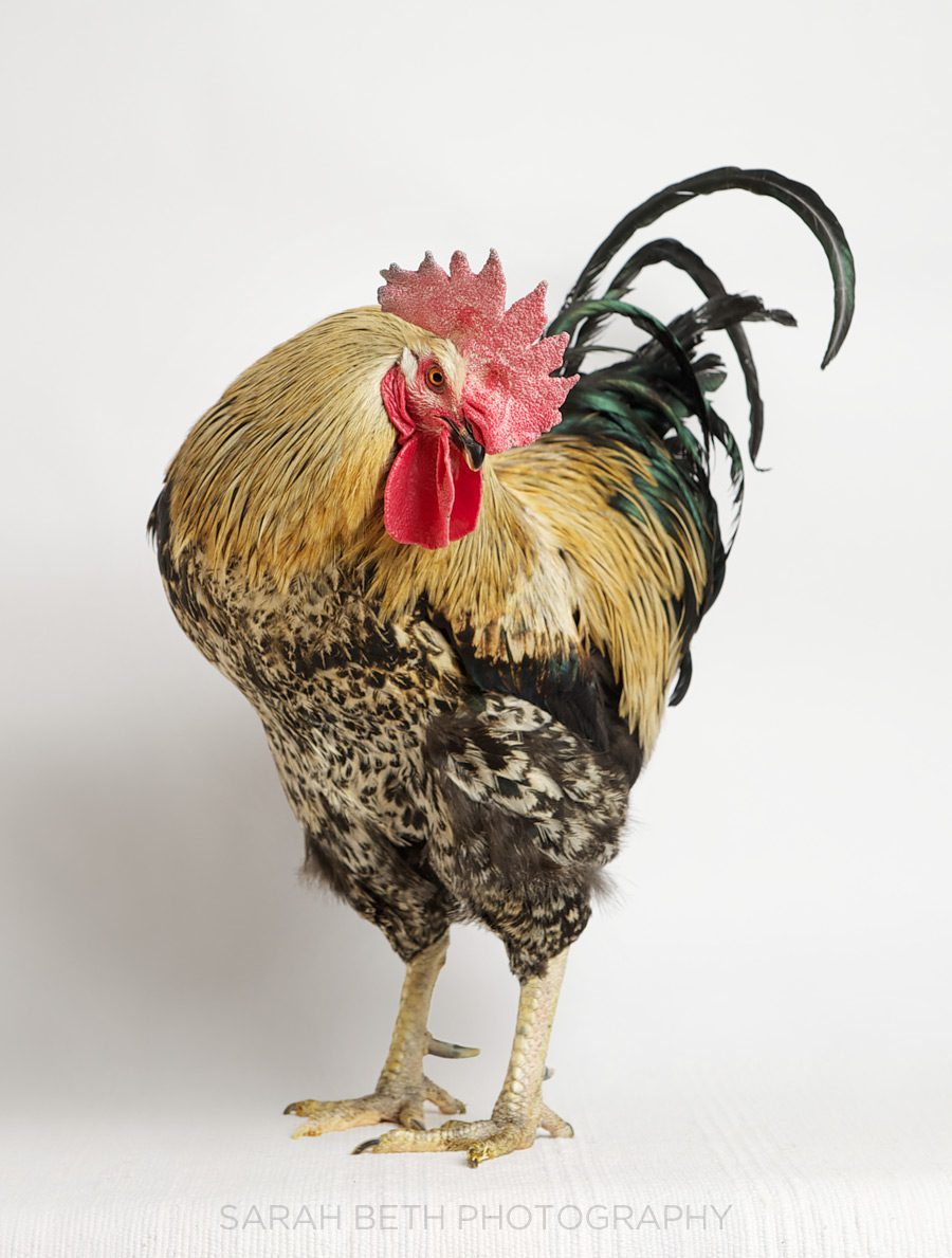 chicken run rescue of the month Sarah Beth Photography