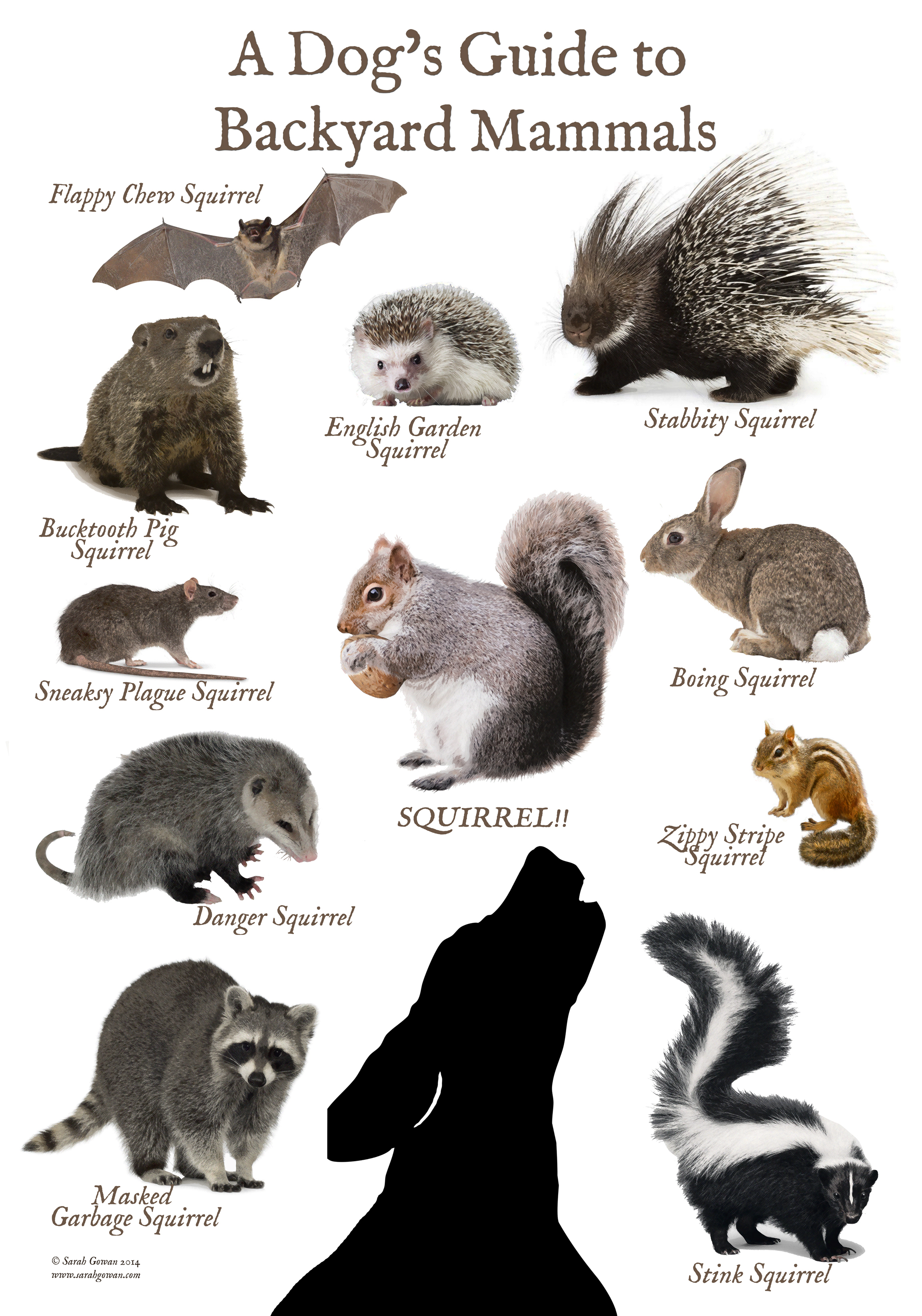 A Dogs Guide to Backyard Mammals