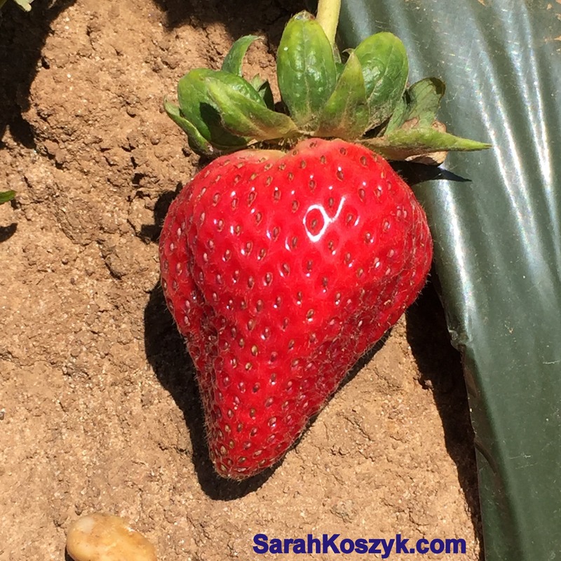 Touring And Tasting California Strawberry Fields