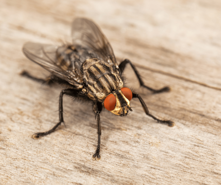 The Incredible Life Cycle of a Fly From Egg to Death Sarah Lyn Gay