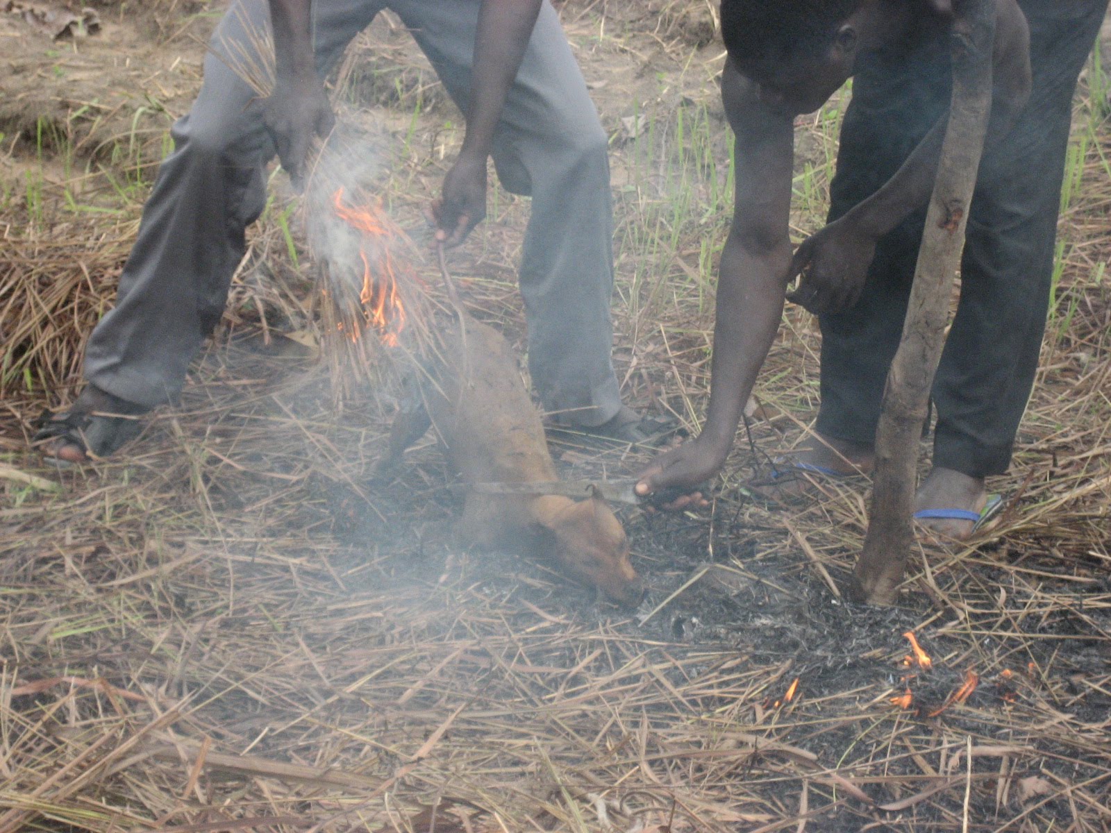TOGO AND BIZARRE TRADITION EVALA FESTIVAL IN DOGS BLOOD SARAH MAX