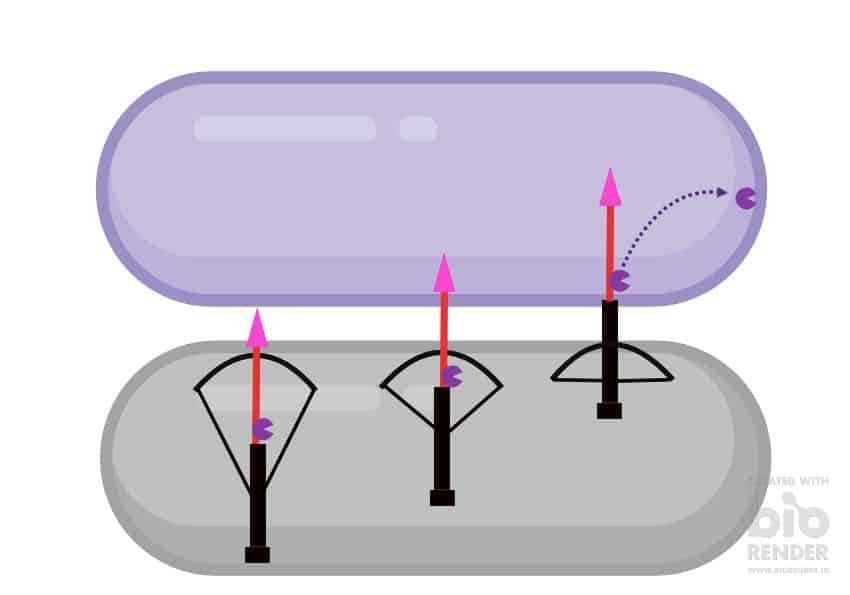 Bacteria firing powerful spikes to kill bacteria Bacterialworld