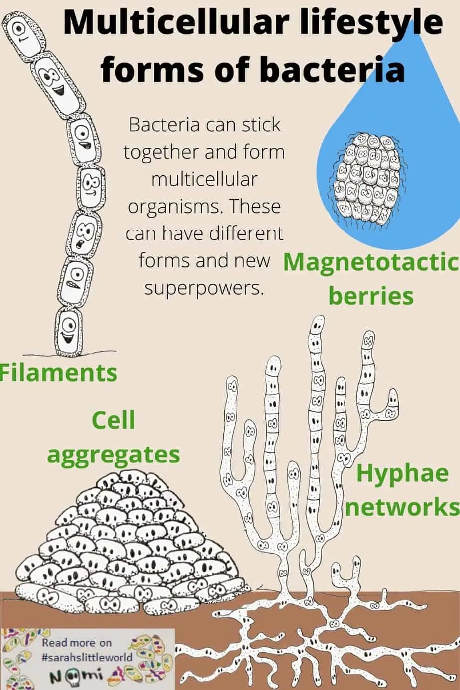 Together we are strong bacteria form multicellular organisms