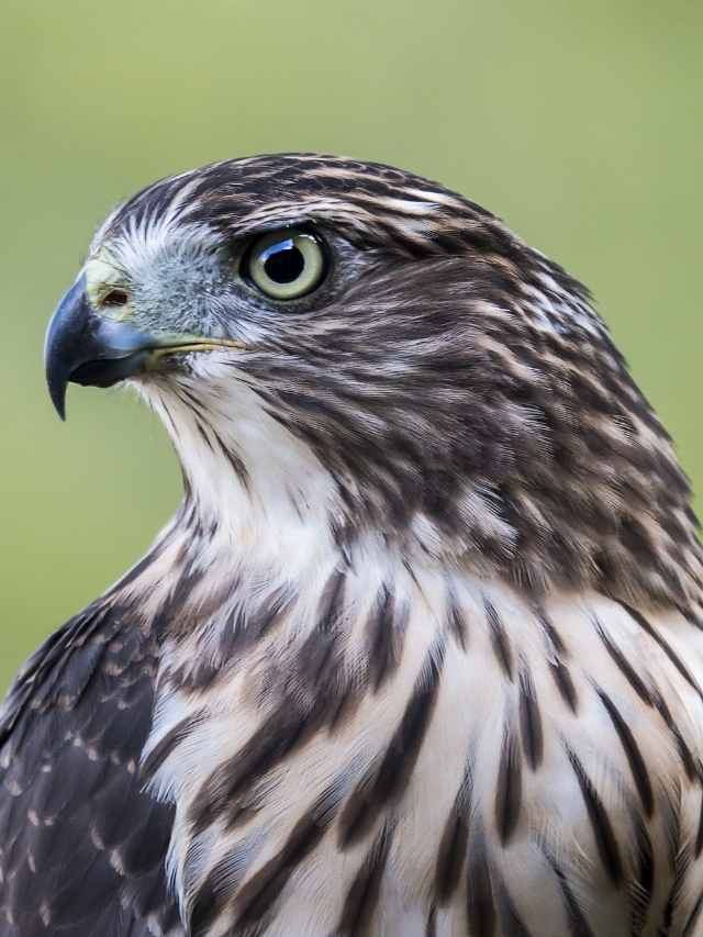 Hawk Symbol Meaning Spiritual Symbolism And Meanings
