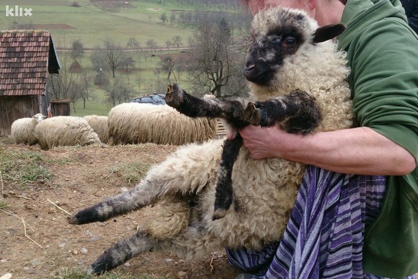 Strange Lamb with five Legs in the Village Filipovici Sarajevo Times