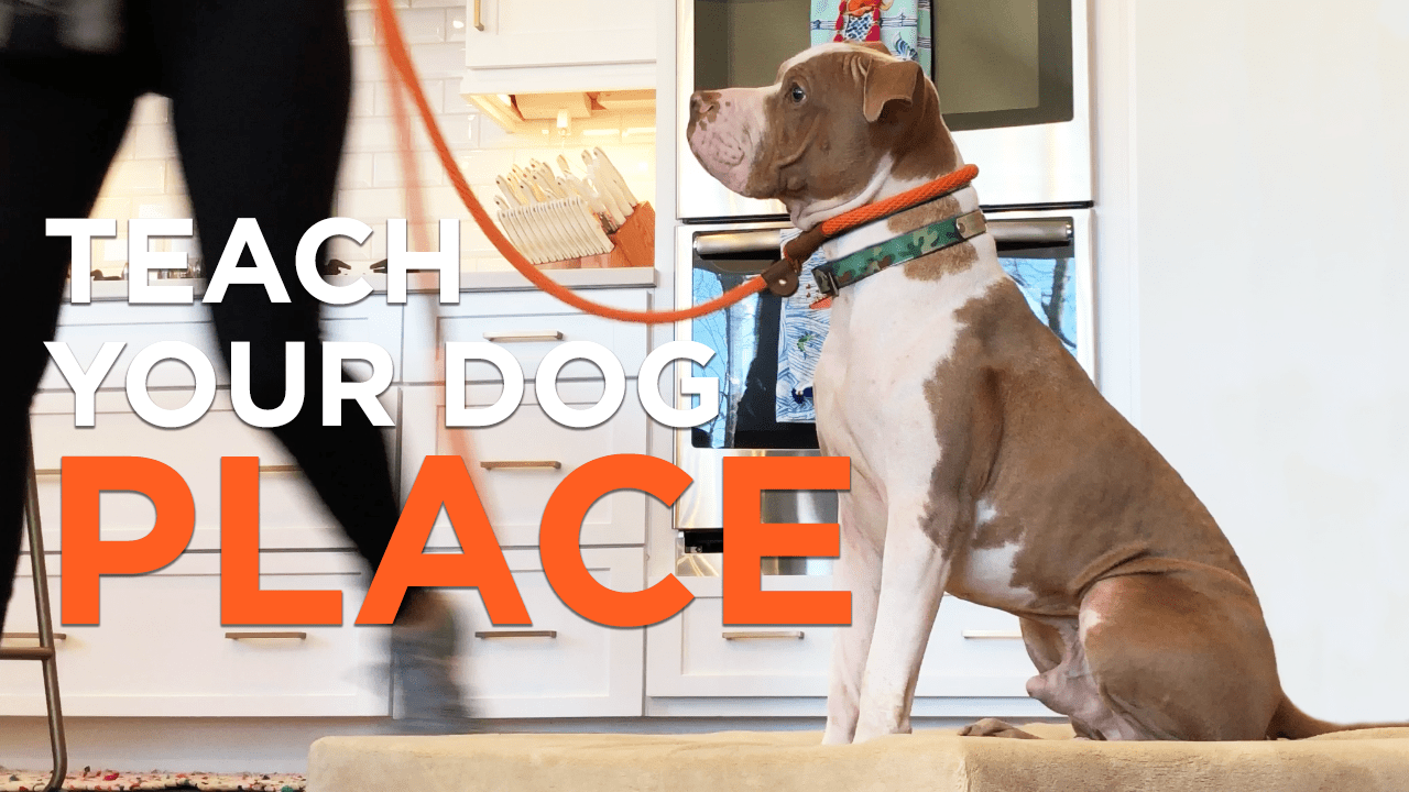 How To Teach Your Dog Place Sara Ondrako