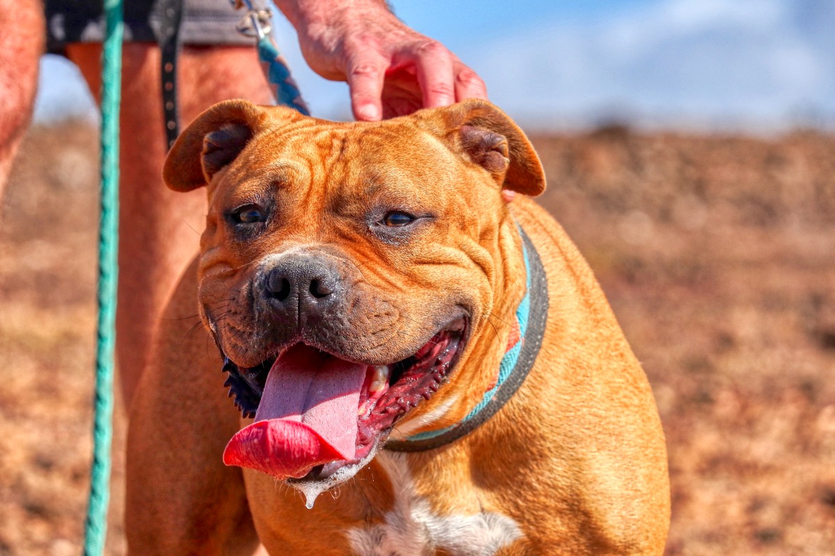 Yamaru Sara Protectora