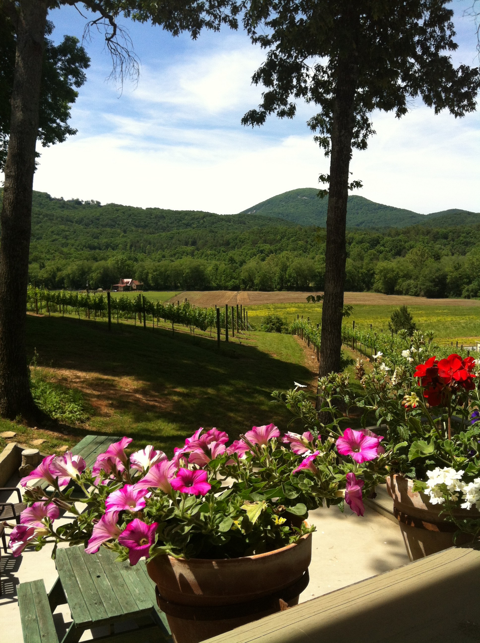 Sautee Nacoochee Vineyards Solomonson Creative