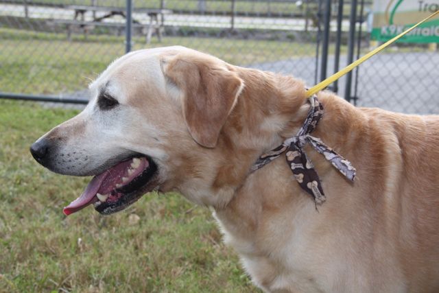 Stewart1 Sarasota Dog