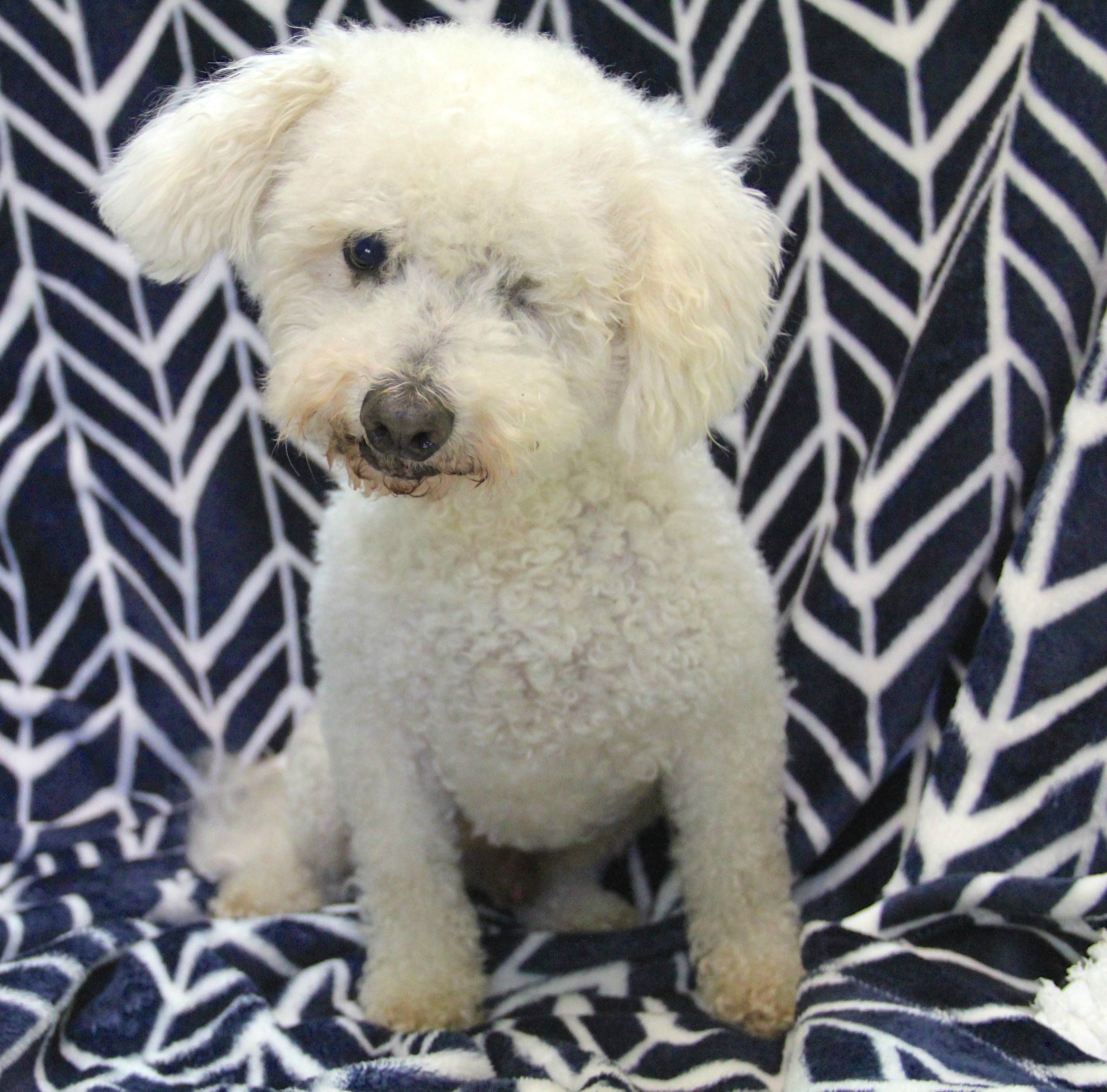 wink_dogsforadoptionsarasota Sarasota Dog