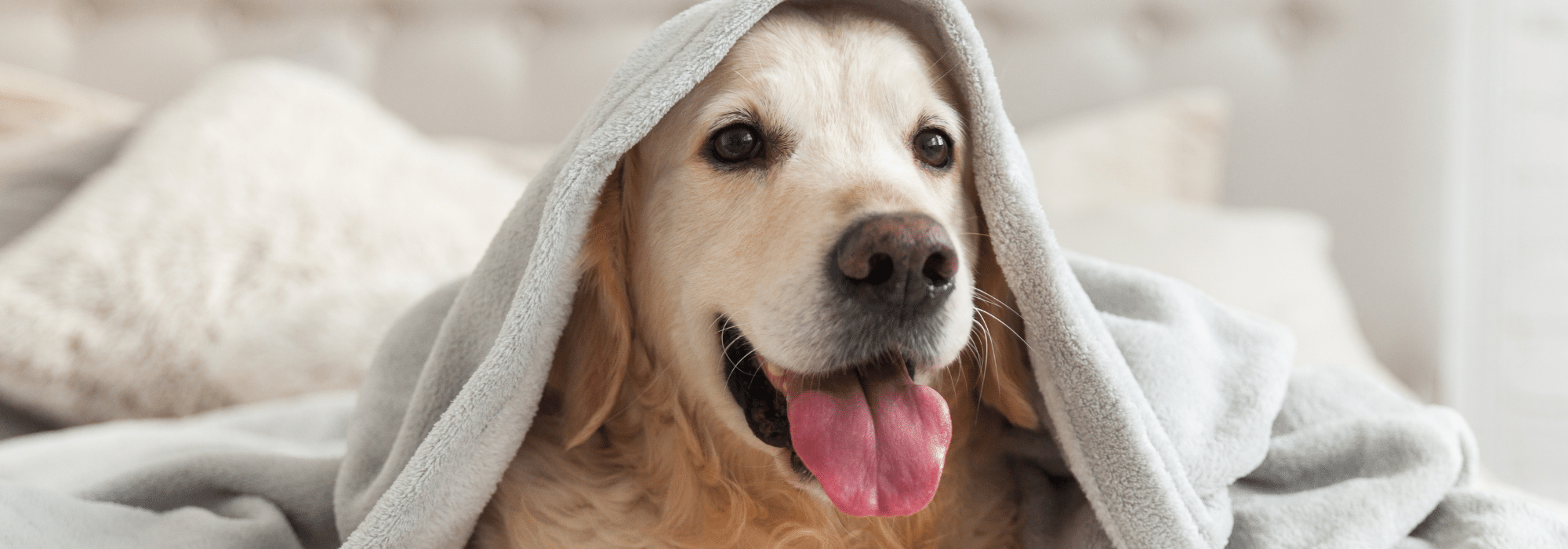 Boarding Sarasota Dog