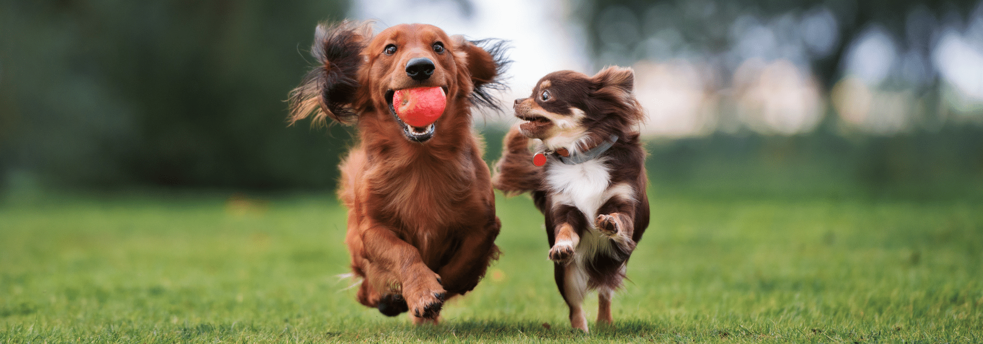 Dog Daycare in Sarasota and Bradenton supervised play for active pups