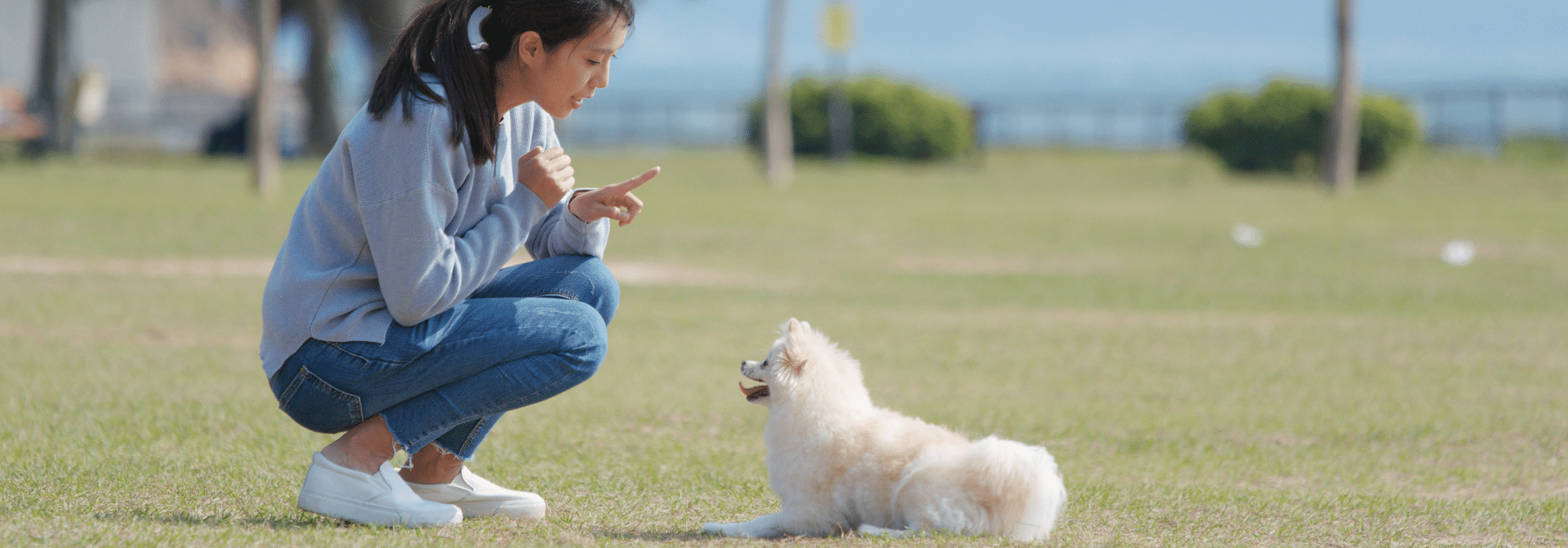Dog Trainers Sarasota Dog