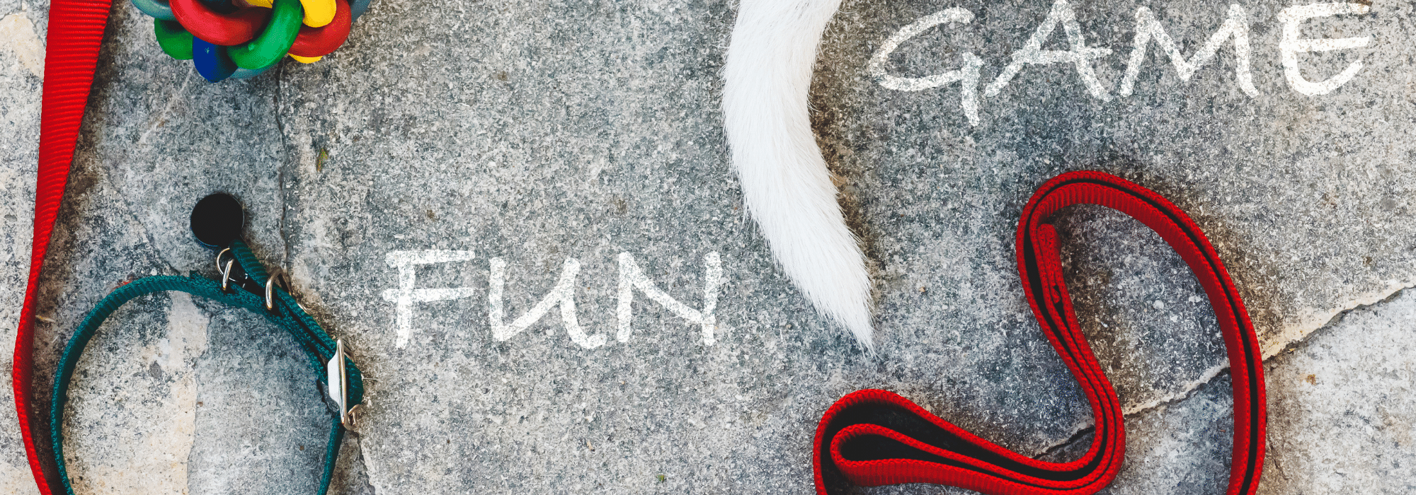 Pet Sitters Sarasota Dog Sarasota Dog