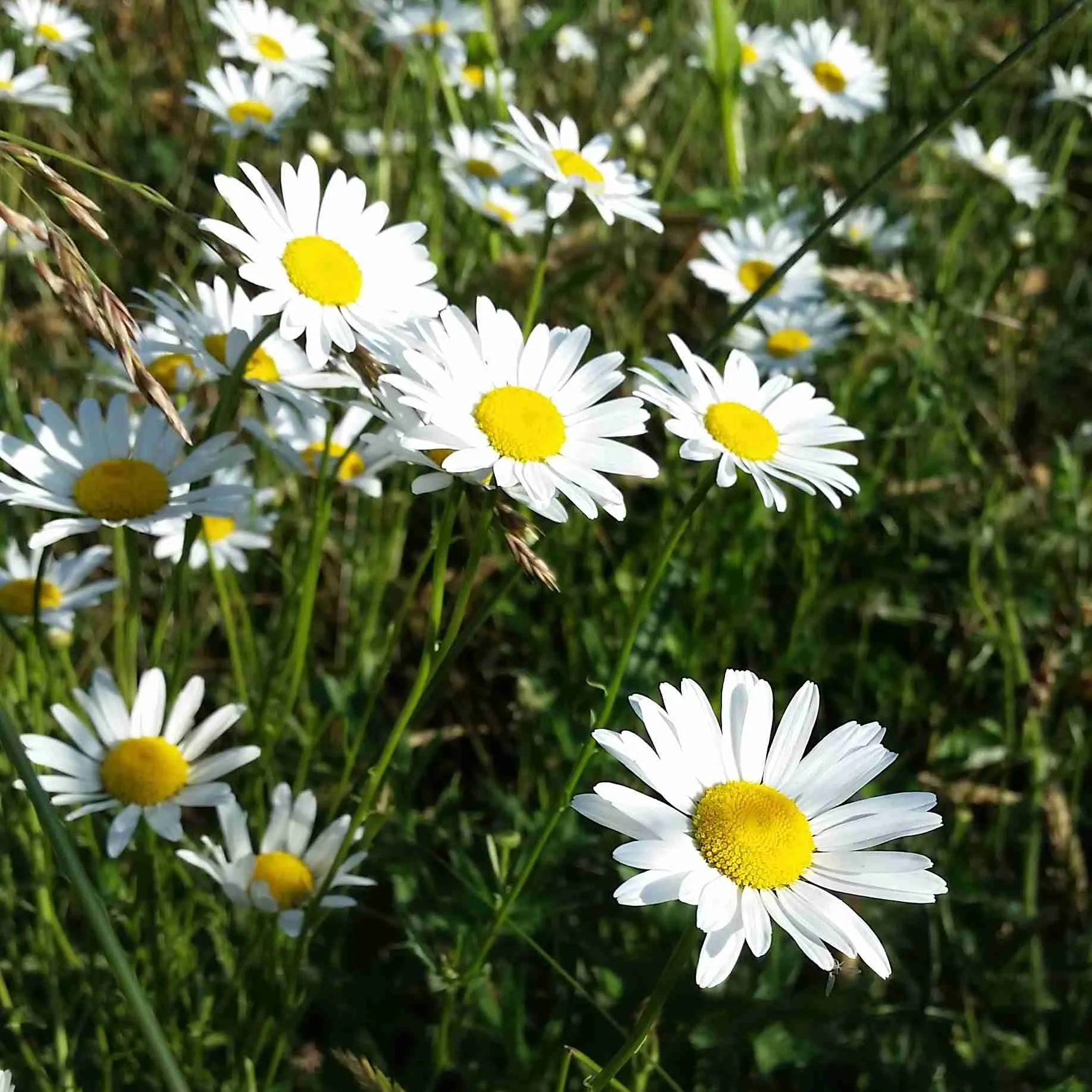 Wild Edible Wednesday Oxeye Daisy Wilderness Survival Edible