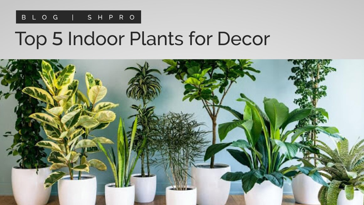 Top 5 indoor plants for decoration Best Real estate in DHA Buy