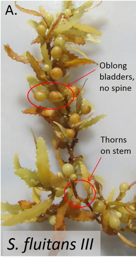Sargassum Sargassum Monitoring