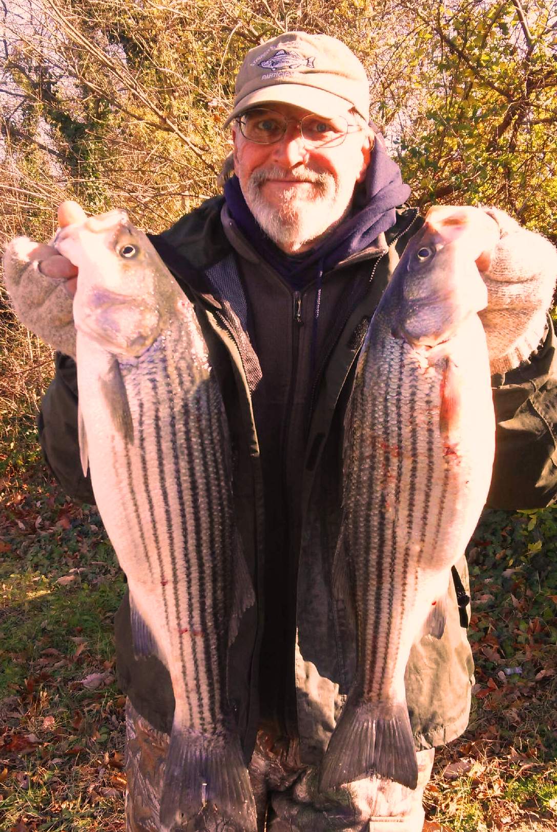 THE YACK REPORT…UPPER BAY STRIPER FISHING WINDING DOWN. Sarges Bait