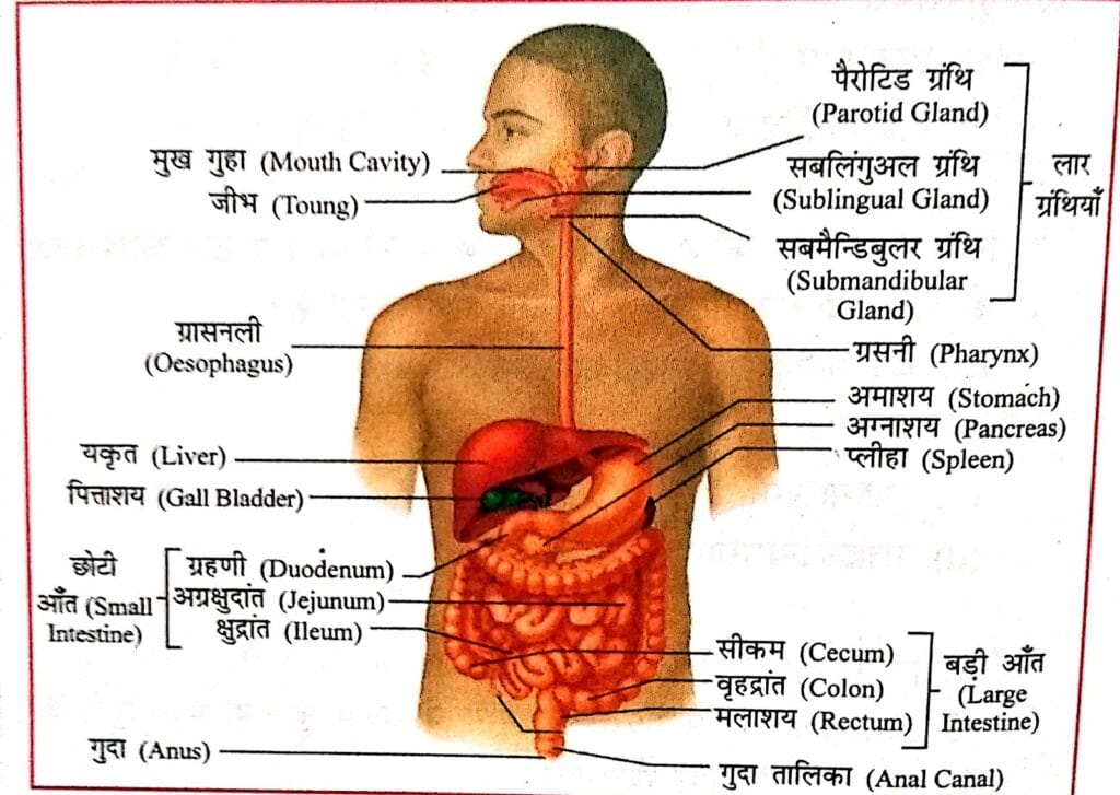 पाचन तंत्र (Digestive System) - SARKARI LIBRARY