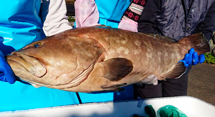 九十九島のよか魚クエ鍋｜佐世保ふるさと市場サセボーノ!!