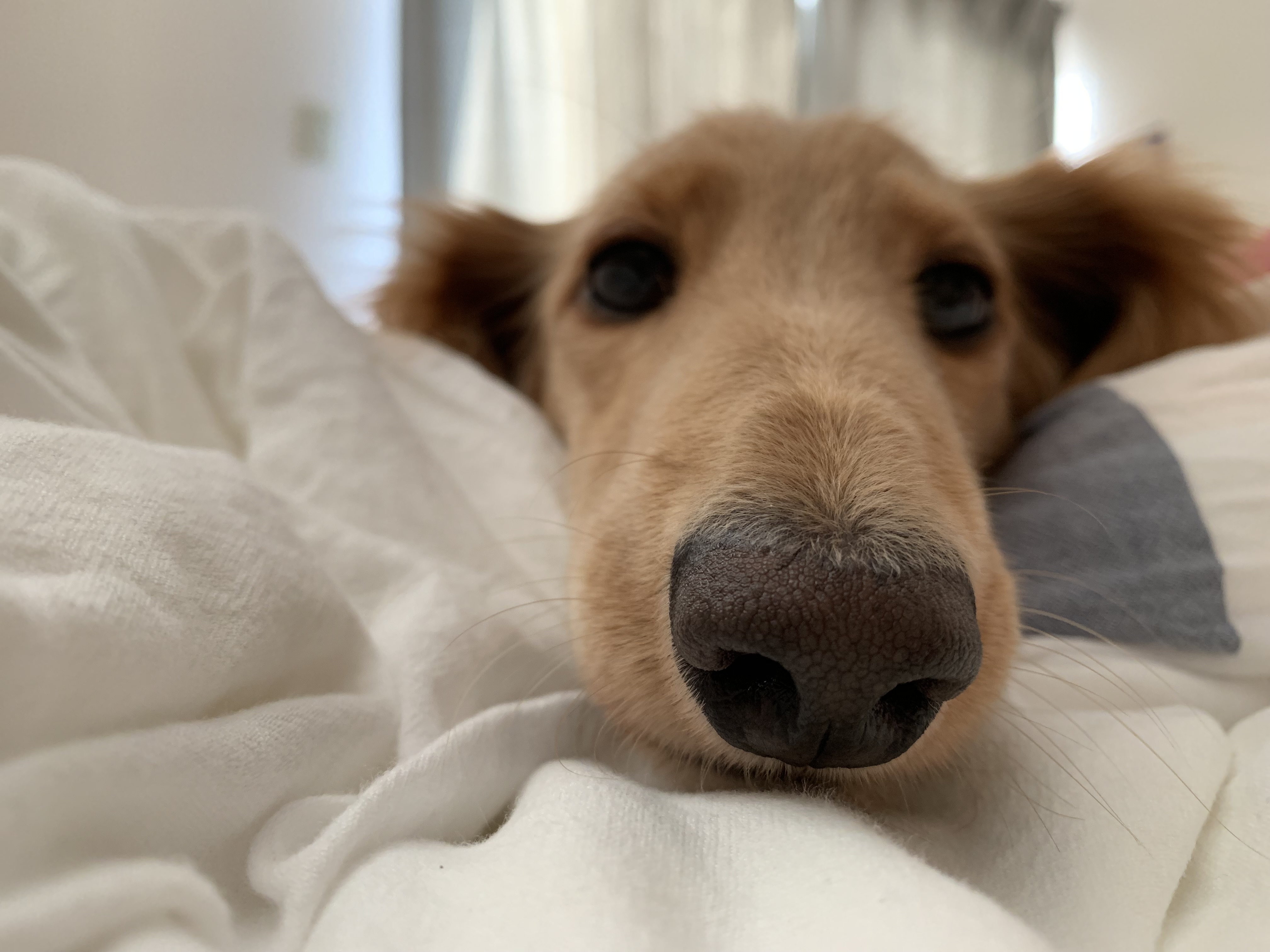 かわいい犬をひたすらなでる【佐世保】 Sasebon Pets Dog loves being pet from Sasebo させぼんぺっ