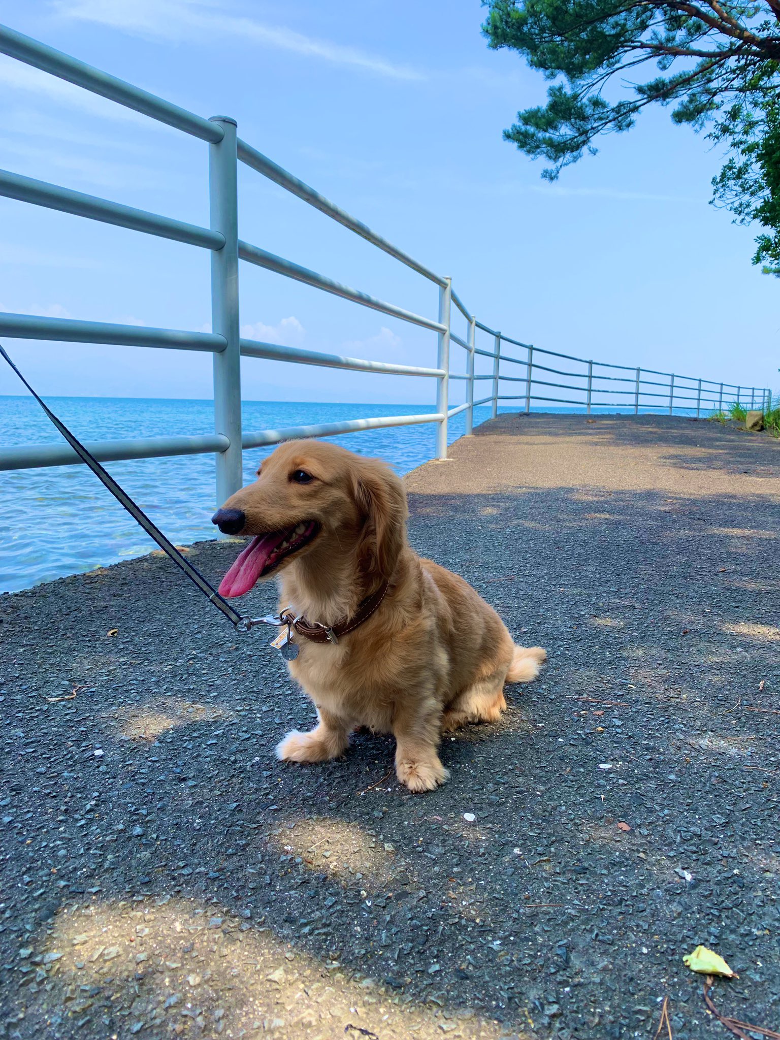 かわいい犬をひたすらなでる【佐世保】 Sasebon Pets Dog loves being pet from Sasebo させぼんぺっ