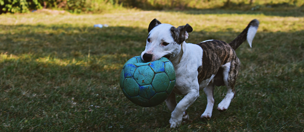 Dog Daycare Rates Sasha's Pet Resort