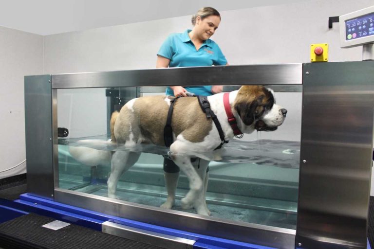 Hydrotherapy for dogs Physiotherapy Vet SASH Sydney