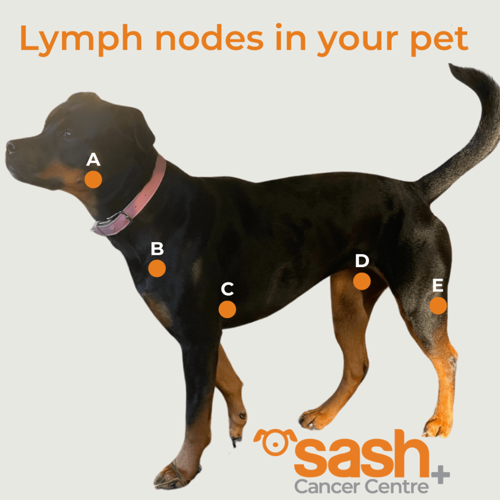 Lymphoma cancer in dogs SASH Vets