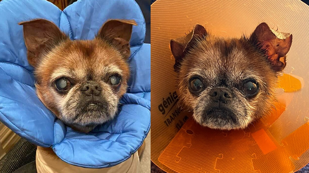 Diabetic dog SASH Vets