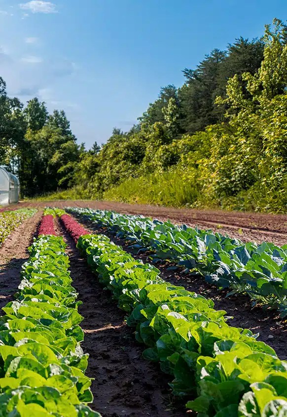 Our Gardens Saskatoon Steakhouse & Wild Game Greenville SC