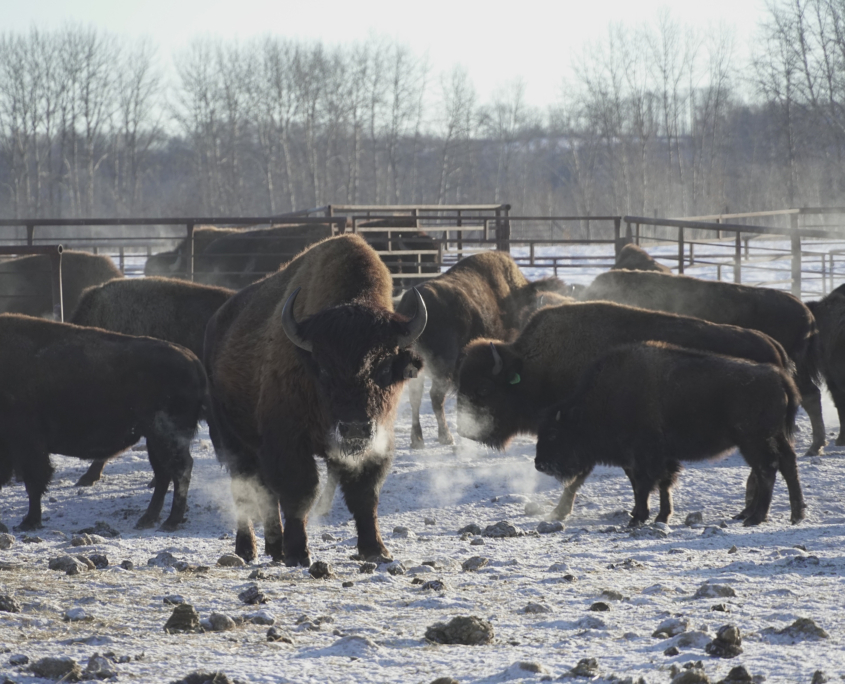 Ecology & Sustainability Saskatchewan Bison Association saskbison.ca