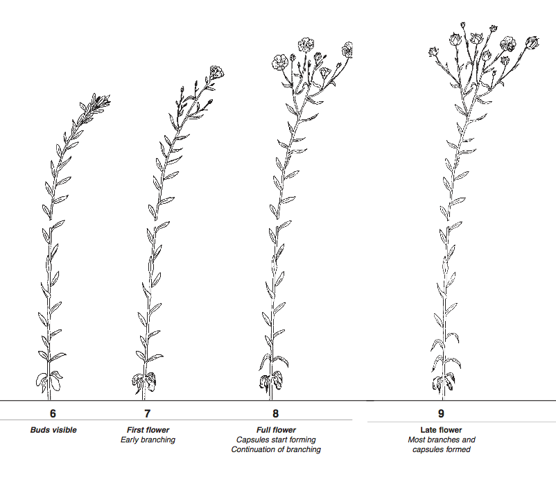 Saskatchewan Flax Development Commission Growth and Development