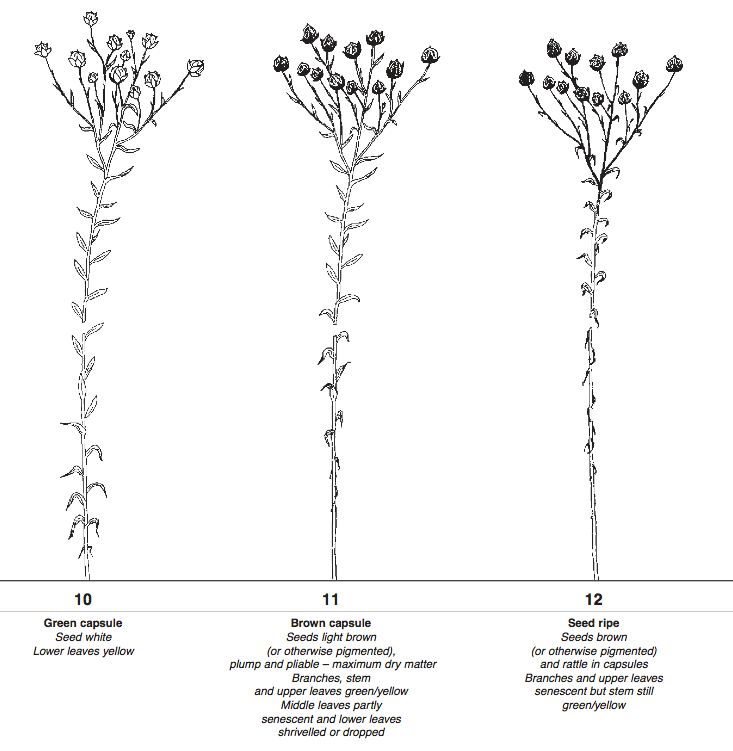 Saskatchewan Flax Development Commission Growth and Development