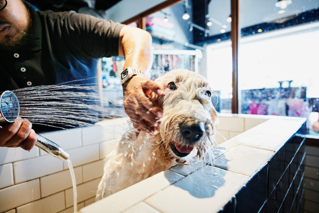 Selfserve Dog Wash Locations, SK — SaskPets
