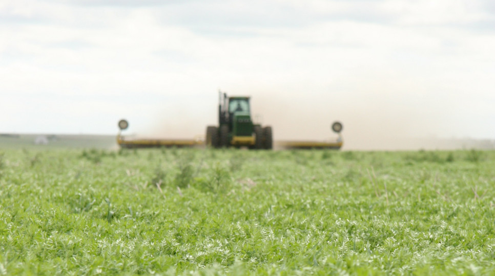 Tips for Rolling your Pulse and Soybean Crops Saskatchewan Pulse Growers