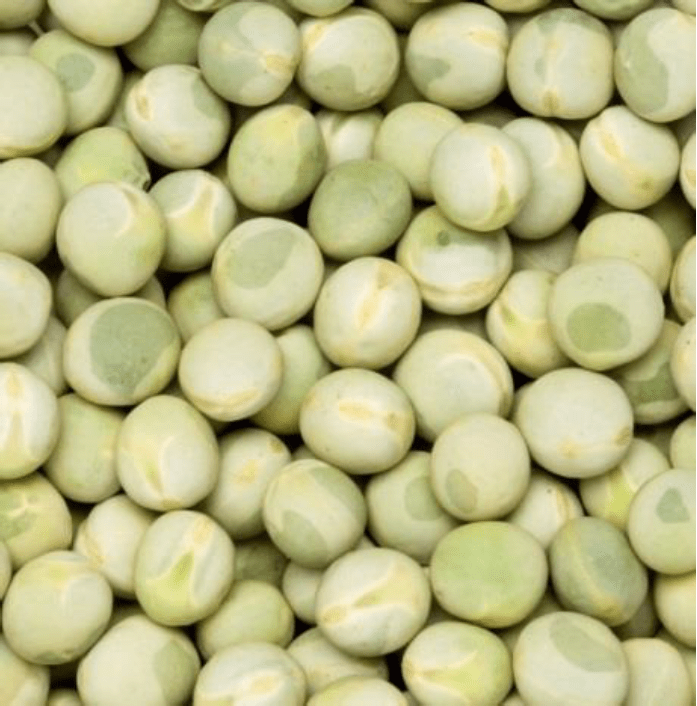 CDC Limerick Variety Description Saskatchewan Pulse Growers